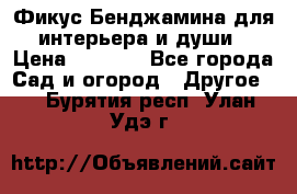 Фикус Бенджамина для интерьера и души › Цена ­ 2 900 - Все города Сад и огород » Другое   . Бурятия респ.,Улан-Удэ г.